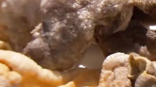Degustação do peixe preparado e reações entusiasmadas (1).