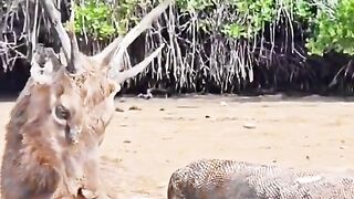 Komodo vs deer