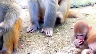 Bully monkeys