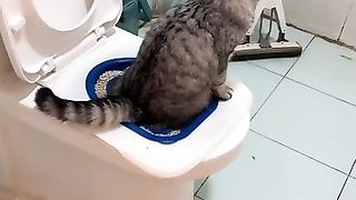 The cat in wash room