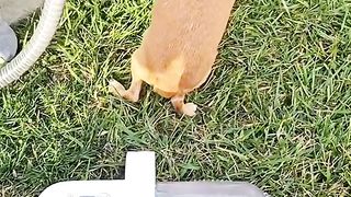 Dog vacuum