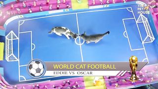 cute cats playing football