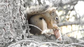 Squirrels Beauty # Beautiful animal # Acorn Adventure #