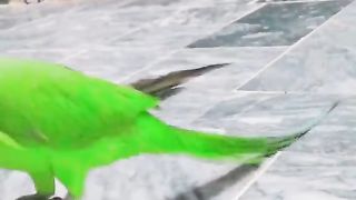 Parrot 11