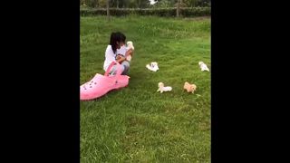 Funny and Cute Dog Pomeranian 3