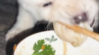 Hungry dog