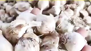 Today Gaelic mandi rate 2024