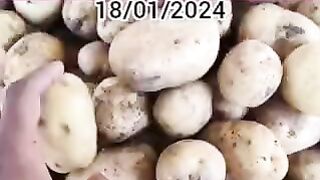 Today onion mandi rate 2024