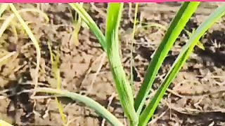 Garlic leave benefit in health