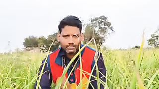Garlic crop 80 days then this work so highly production