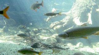 Hello Fish