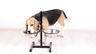 The beagle dog drinks water from a bowl