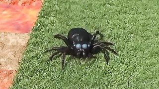 Minecraft RTX 54% SAVE THE SPIDER #Shorts