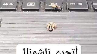 سرعة الهجوم مرعبة جدا