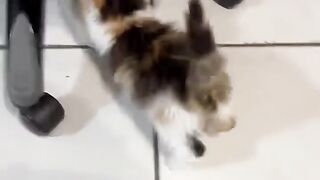 Quand le chaton Lyla était en mode possédé avec son biberon ????