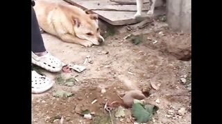 ????New viral funny trending video