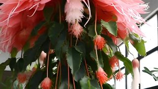 Nature flowers beautiful bunch garden pots