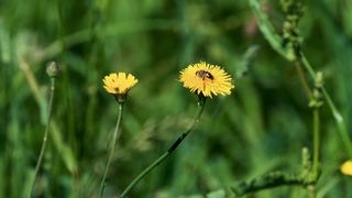 Flower & Bees