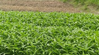 #bertani #berkebun #sayuransegar