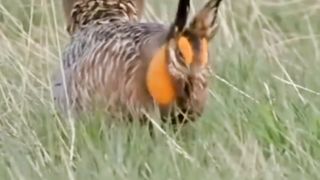 خوبصورت پرندے زندہ آباد