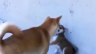 Funny Dog Fight 2