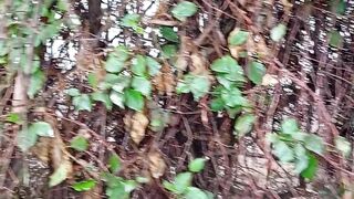 Best home garden decoration idea