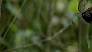 Beatiful bird