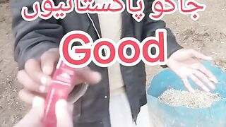 سنگت وائرل کریسو