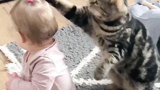 Cats play with kids