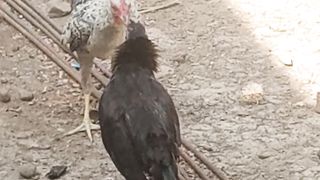 Ayam jago