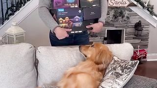 Teddy and I had a Govee lights competition! #dog #christmas #goveechristmaslights #goveepartner