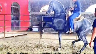#foryou#febspotvedio #Foryoupage #trending #horselover #horse #500k #fyp #1M #impres.8