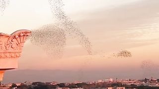 Beautiful flight of several flocks of birds