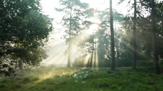 "Wildscapes: A Cinematic Symphony of Nature's Untold Stories"