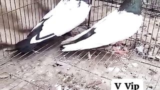 Pigeon for sale in Pakistan 18