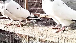 Top quality pigeon for sale 2