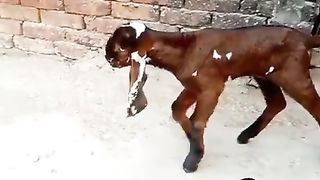 Goats for sale in Pakistan and Bangladesh 2