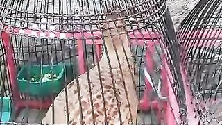 Grey partridge dukni fighter teetar for sale 2