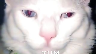 The Cat
