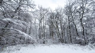 "Ephemeral Ecosystems: A Cinematic Exploration of Nature's Transience"
