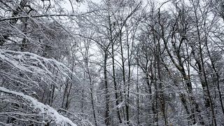 "Echoes of Eden: A Cinematic Reverence for Nature's Timeless Tapestry"