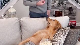 My dog ruined all of his toys!