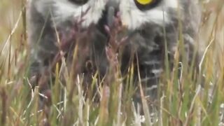 Nothing gets past a snowy owl ???? #FrozenPlanet2