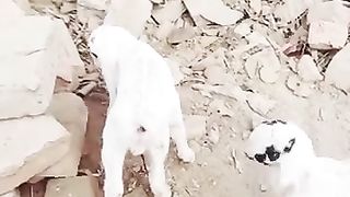 mon_goat_baby_cute_#sorts_#viral_#trending_#aizalife(360p).