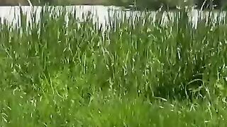 Pauvres animaux