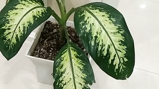 Plants 5