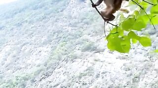 The scared monkey was chased and almost fell
