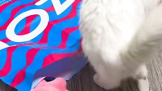 koska-sofa-sama-sebe-pokrasila-xvost