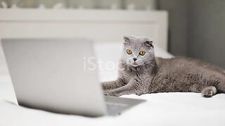 Scottish Fold cat is watching a movie on a laptop.