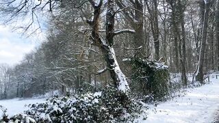 "Ethereal Enchantment: A Cinematic Revelation of Nature's Timeless Charm"